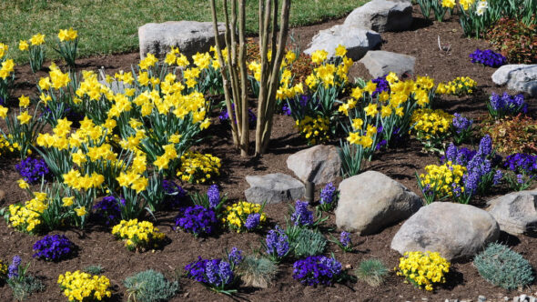 Bethesda Family Resort Plantings