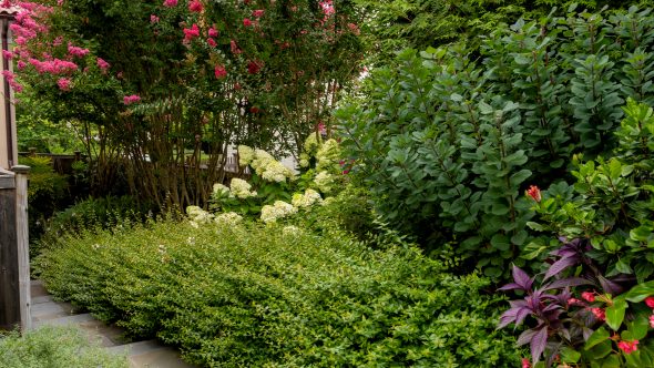 75_Woodbine_selection Woodbine Plantings