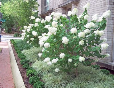 Hydrangeas and shrubbery