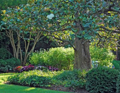 Magnolia tree, shrubbery and annual flowers