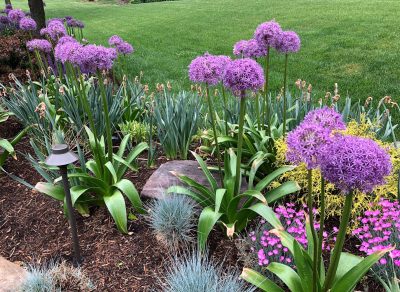 Beautiful Plantings, Purple Flowers