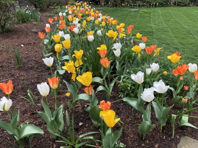 Yard maintenance and garden plantings