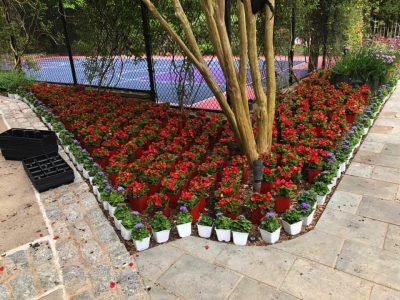 Annual plantings