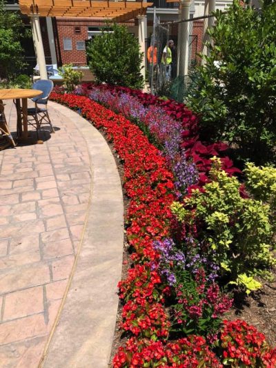 Annual plantings