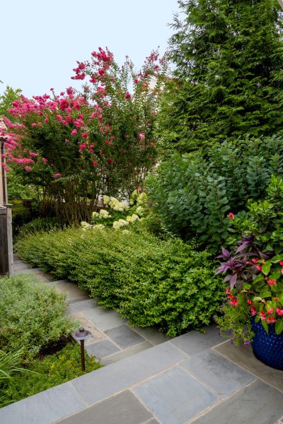 Woodbine Plantings